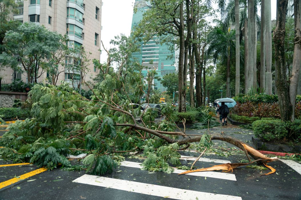 Fallen tree removal service clearing damaged trees from properties in Virginia