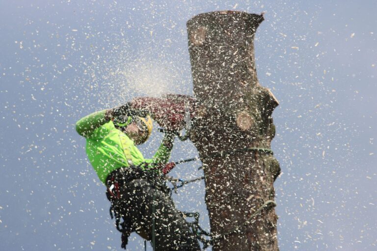 Stump grinding service removing tree stumps after tree removal in Virginia