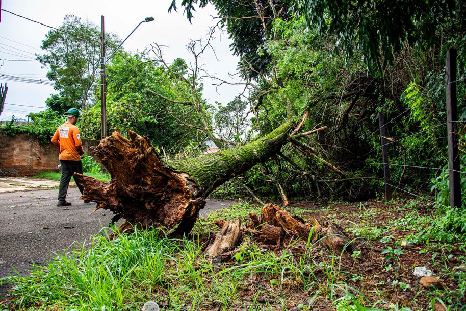 Professional tree removal service safely removing trees in Virginia